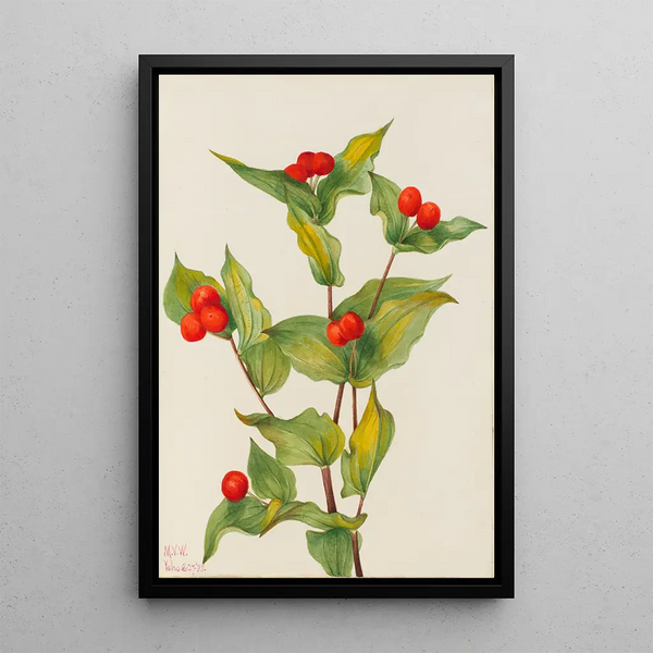 Glöckchen der Fee Disporum hookeri - Mary Vaux Walcott — gerahmtes Bild an der Wand