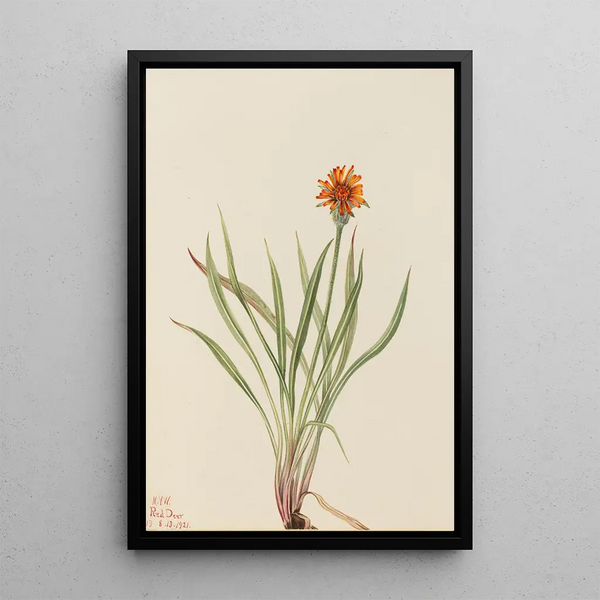 Faux Pissenlit Agoseris aurantiaca - Mary Vaux Walcott — gerahmtes Bild an der Wand