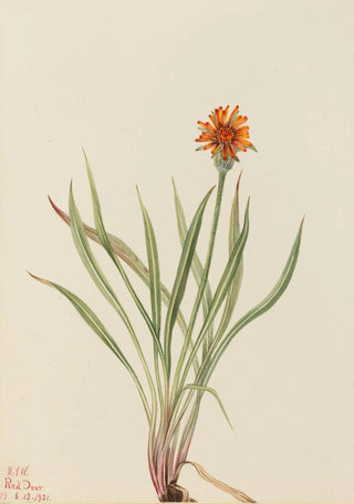 Mary Vaux Walcott - False Dandelion Agoseris aurantiaca.webp