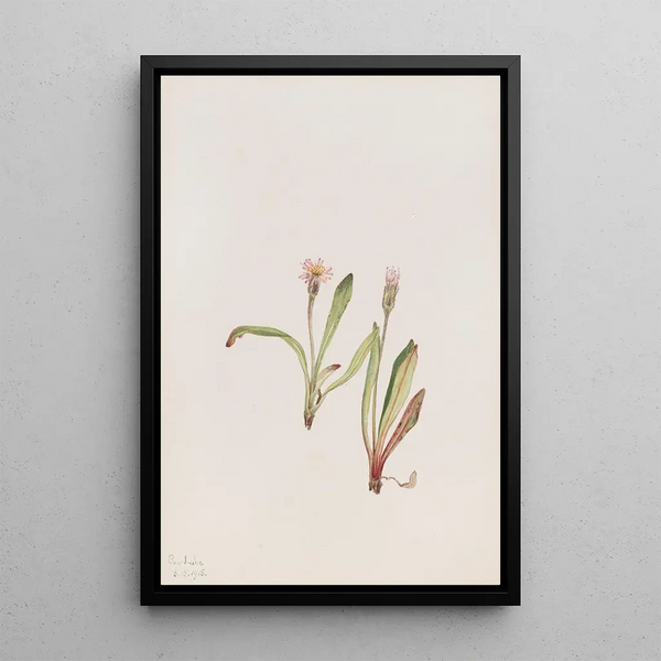 Mary Vaux Walcott - False Dandelion Agoseris carnea.webp