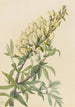 Faux indigo Baptista bructeata - Mary Vaux Walcott — Ansicht des Kunstwerks