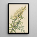 Faux indigo Baptista bructeata - Mary Vaux Walcott — gerahmtes Bild an der Wand
