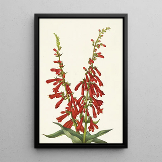 Mary Vaux Walcott - Fire Pentstemon Pentstemon eatonii.webp