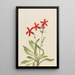 Silène de Virginie Silene virginica - Mary Vaux Walcott — gerahmtes Bild an der Wand
