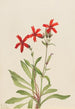 Silène de Virginie Silene virginica - Mary Vaux Walcott — Ansicht des Kunstwerks