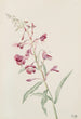 Epilobe en épi Epilobium angustifolium - Mary Vaux Walcott — Ansicht des Kunstwerks