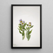Vergerette à grandes fleurs Erigeron macranthus - Mary Vaux Walcott — gerahmtes Bild an der Wand