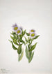 Vergerette à grandes fleurs Erigeron macranthus - Mary Vaux Walcott — Ansicht des Kunstwerks