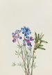Blumenstudie - Mary Vaux Walcott — Ansicht des Kunstwerks
