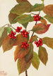 Cornouiller à fleurs Cornus florida - Mary Vaux Walcott — Ansicht des Kunstwerks