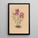 Blumen des Mesa - Mary Vaux Walcott — gerahmtes Bild an der Wand