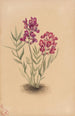 Blumen des Mesa - Mary Vaux Walcott — Ansicht des Kunstwerks