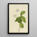 Anémone des forêts Anemone deltoidea - Mary Vaux Walcott — gerahmtes Bild an der Wand