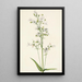 Pentstémon mit großen Blumen Pentstemon digitalis - Mary Vaux Walcott — gerahmtes Bild an der Wand