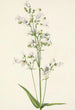 Pentstémon mit großen Blumen Pentstemon digitalis - Mary Vaux Walcott — Ansicht des Kunstwerks