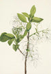 Baum mit Fransen Chionanthus virginica - Mary Vaux Walcott — Ansicht des Kunstwerks