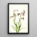 Fritillaria à deux fleurs Fritillaria biflora - Mary Vaux Walcott — gerahmtes Bild an der Wand