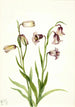 Fritillaria à deux fleurs Fritillaria biflora - Mary Vaux Walcott — Ansicht des Kunstwerks
