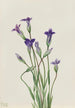Gentiane Gentiana holopetala - Mary Vaux Walcott — Ansicht des Kunstwerks
