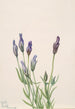 Gentiane Gentiana macounii - Mary Vaux Walcott — Ansicht des Kunstwerks