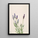 Gentiane Gentiana macounii - Mary Vaux Walcott — gerahmtes Bild an der Wand