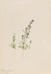Gentiana propingua - Mary Vaux Walcott — Ansicht des Kunstwerks