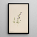 Gentiana propingua - Mary Vaux Walcott — gerahmtes Bild an der Wand
