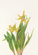 Erythrone mit großen Blumen Erythronium grandiflorum - Mary Vaux Walcott — Ansicht des Kunstwerks