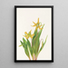 Erythrone mit großen Blumen Erythronium grandiflorum - Mary Vaux Walcott — gerahmtes Bild an der Wand