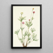 Anemonenknospe Anemone globosa - Mary Vaux Walcott — gerahmtes Bild an der Wand