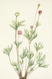 Anemonenknospe Anemone globosa - Mary Vaux Walcott — Ansicht des Kunstwerks