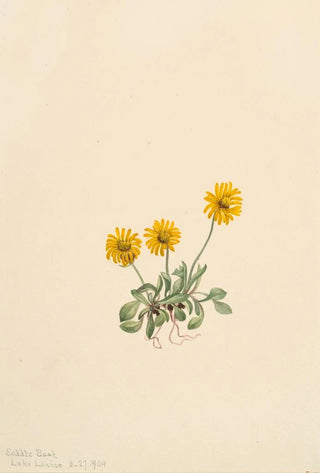 Mary Vaux Walcott - Golden Fleabane Erigeron aureus.webp