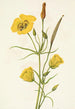 Calice doré Mariposa Calochortus clavatus - Mary Vaux Walcott — Ansicht des Kunstwerks