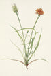 Agoséris-Blatt-Gemälde mit Gräsern Agoseris graminiflolia - Mary Vaux Walcott — Ansicht des Kunstwerks