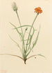 Agoséris-Blatt-Kunstdruck mit Gräsern Agoseris graminifolia - Mary Vaux Walcott — Ansicht des Kunstwerks