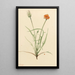 Agoséris-Blatt-Kunstdruck mit Gräsern Agoseris graminifolia - Mary Vaux Walcott — gerahmtes Bild an der Wand