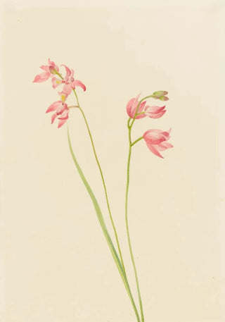 Mary Vaux Walcott - Grasspink Orchid.webp