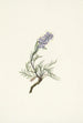 Phacélie grise Phacelia sericea - Mary Vaux Walcott — Ansicht des Kunstwerks