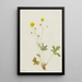 Potentille à feuilles grises Potentilla glaucophylla - Mary Vaux Walcott — gerahmtes Bild an der Wand