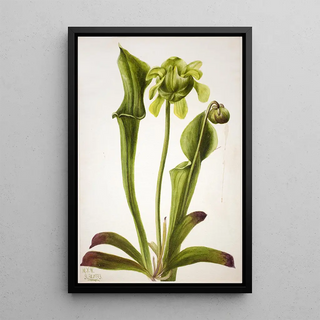 Mary Vaux Walcott - Green Pitcherplant Sarracenia orephila.webp