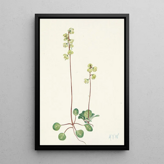 Mary Vaux Walcott - Green Pyrola Pyrola chlorantha.webp