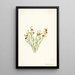 Airelle des bois Vaccinium scoparium - Mary Vaux Walcott — gerahmtes Bild an der Wand