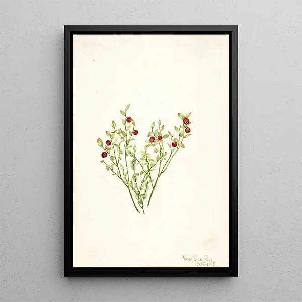 Mary Vaux Walcott - Grouse Whortleberry Vaccinium scoparium.webp