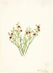 Airelle des bois Vaccinium scoparium - Mary Vaux Walcott — Ansicht des Kunstwerks