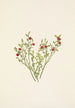 Frucht der Heidelbeere des Waldes Vaccinium scoparium - Mary Vaux Walcott — Ansicht des Kunstwerks