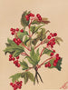 Viorne d'Amérique - Mary Vaux Walcott — Ansicht des Kunstwerks