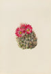 Kaktus Igel Coryphantha arizonica - Mary Vaux Walcott — Ansicht des Kunstwerks
