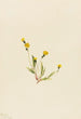 Hieracium gracile - Mary Vaux Walcott — Ansicht des Kunstwerks