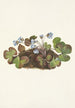 Hepatisches Gemälde Hepatica americana - Mary Vaux Walcott — Ansicht des Kunstwerks