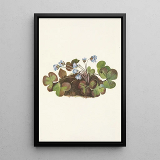 Mary Vaux Walcott - Hepatica Hepatica americana.webp